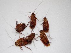 蟑螂有害生物基础知识－东莞清溪杀虫公司