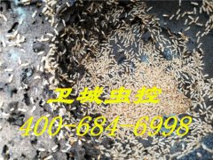惠州白蚁防治，博罗灭白蚁公司